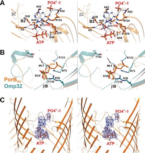 porb|Structure and function of the PorB porin from disseminating.